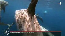 Les images de cette baleine blessée qui agonise depuis des mois en méditerranée, et va sans doute mourir, bouleversent les téléspectateurs