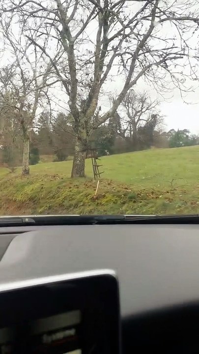 Un automobiliste excité de voir des cerfs