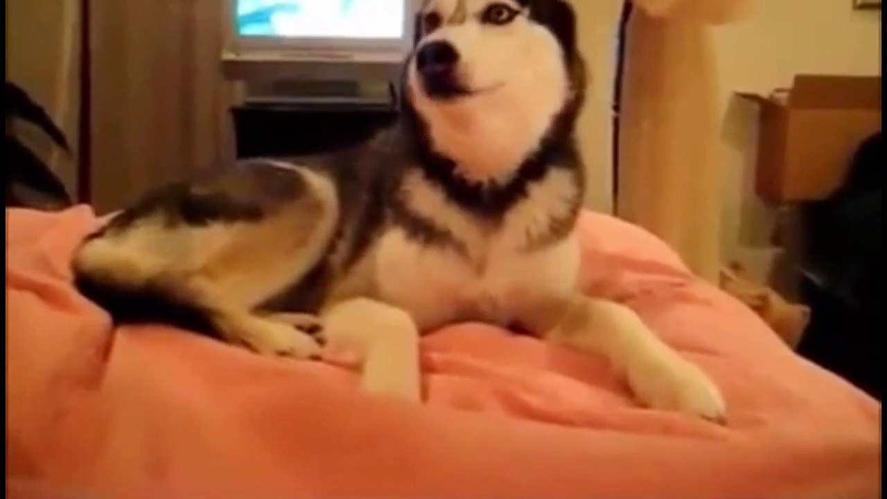Funny Video Clips