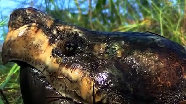 King cobras vs turtle, aligator Amazing ,Common Snapping, Turtle attack ,Water Snake