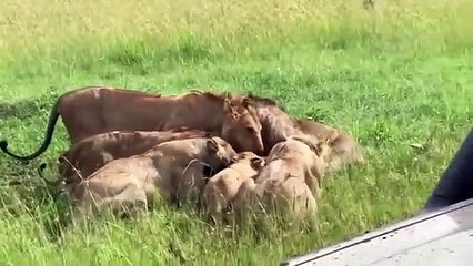 KİNG LİON vs CROCODİLE Real Fight, ►► Crocodile Take Down Lions ,Steal Warthog When ,Crossing River