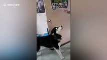 Cheeky pet husky closes door on owner while she scolds him