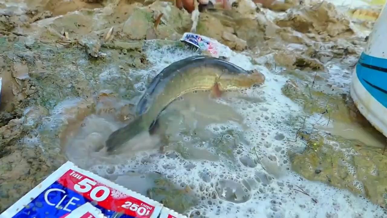 Attractive Fishing - Life Hacks Fishing Method With Shampoo Clear Catch Fishes From Hole | Animal Trap