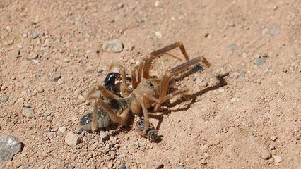 Herkesin korkulu rüyasıydı, yeniden ortaya çıktı