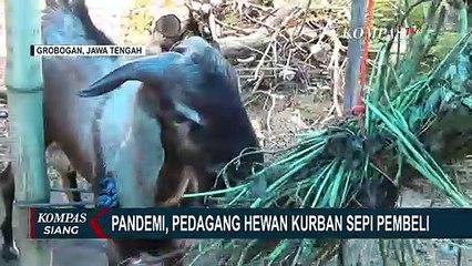 Download Video: Penjualan Menurun Hingga 50%, Pedagang Hewan Kurban Berpotensi Merugi