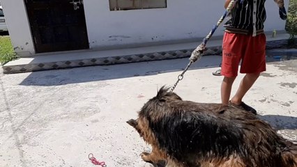 German shepherd drying off slow motion | german shepherd bathing | german shepherd bathing funny.