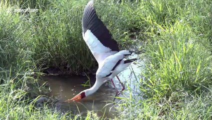 Bizarre footage of a yellow-billed stork using unusual fishing techniques in Africa