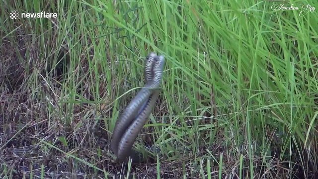 Snakes seen 'dancing' during fight over female in India