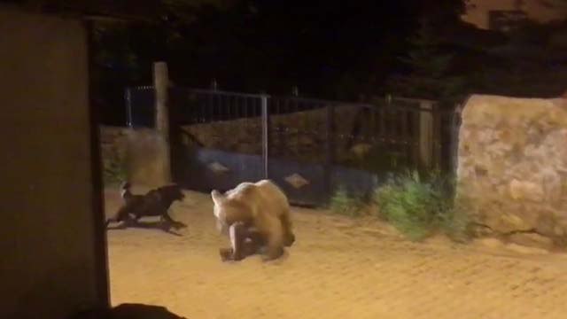 Yavru boz ayı kaçtı, köpek kovaladı