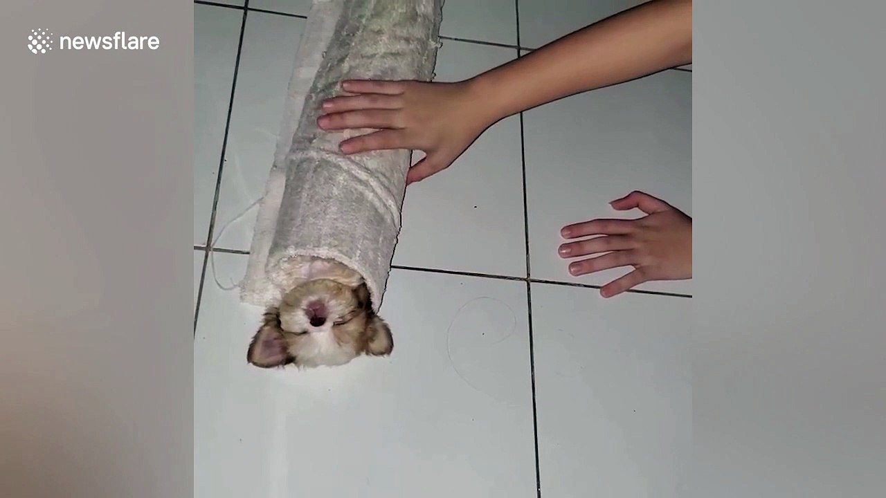 Adorable moment pet puppy is rolled up 'like a burrito'