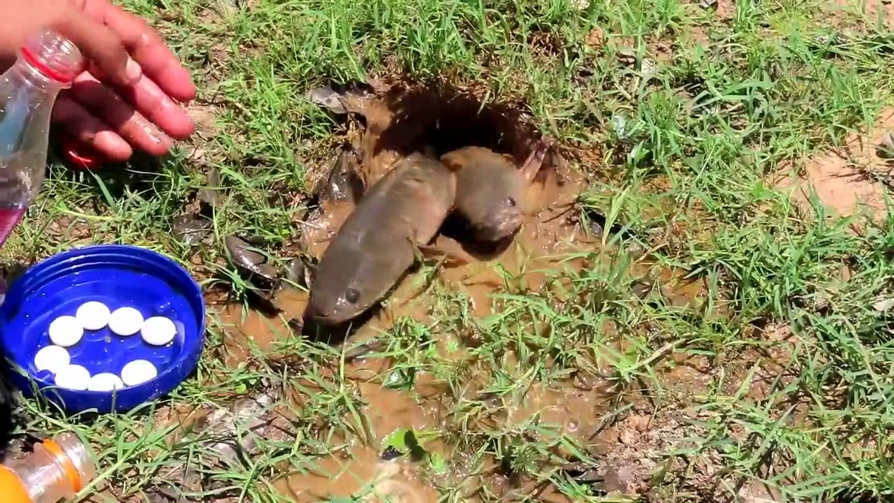 Experiment:  Fish , Coca Cola_Mentos_Fanta Catch Fishes From Hole - Life Hack Fishing | Animal Trap