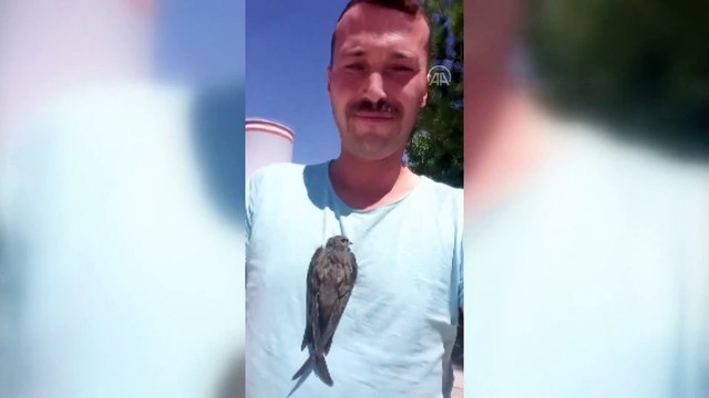 Bir vatandaşın omzuna konan ebabil kuşu heyecanlandırdı - KIRKLARELİ