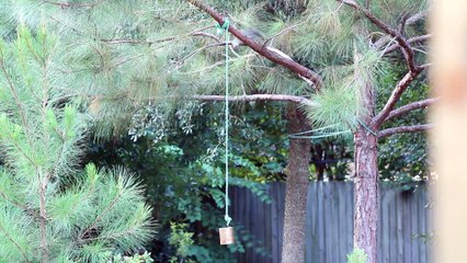 Squirrel Working for Peanuts