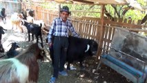 Satışa sunulan 120 kilogramlık keçi alıcısını bekliyor - KAHRAMANMARAŞ