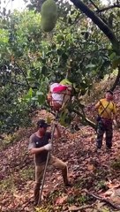 very useful machines for forming and cultivation