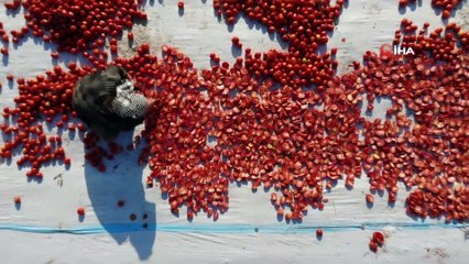 İtalyan pizzasının domates sosu İzmir ovalarından