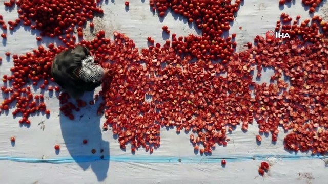 İtalyan pizzasının domates sosu İzmir ovalarından