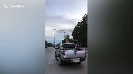 Chilled-out puppy rides on pick-up truck roof in Thailand