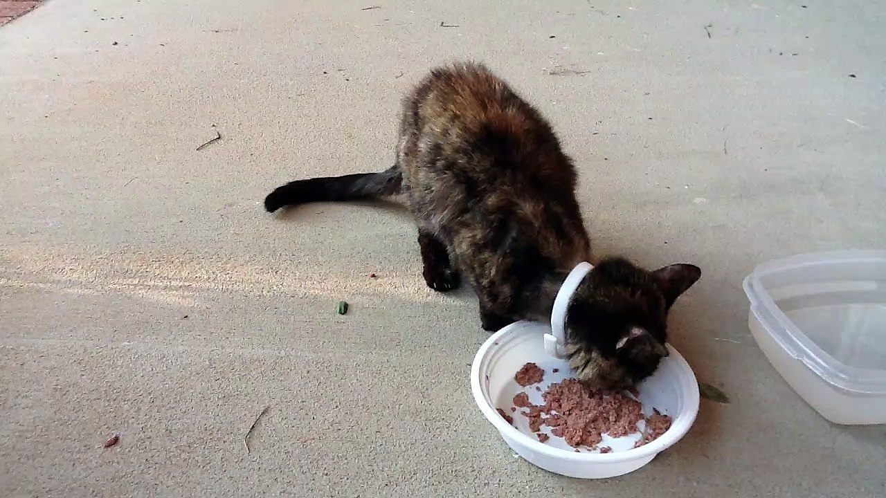 Tortoise Cat