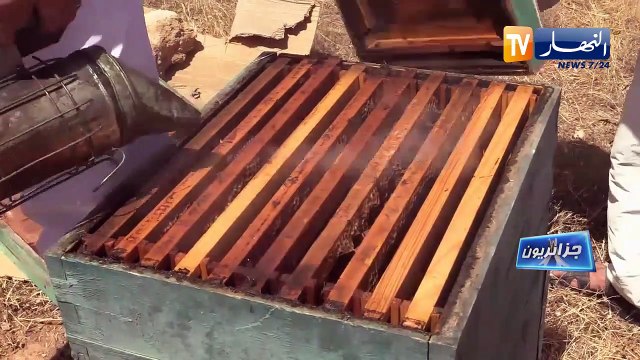 جزائريون: تربية النحل بولاية تيارت منتعشة رغم العراقيل