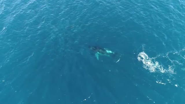 El impresionante ataque de una manada de orcas a una ballena jorobada y su cría
