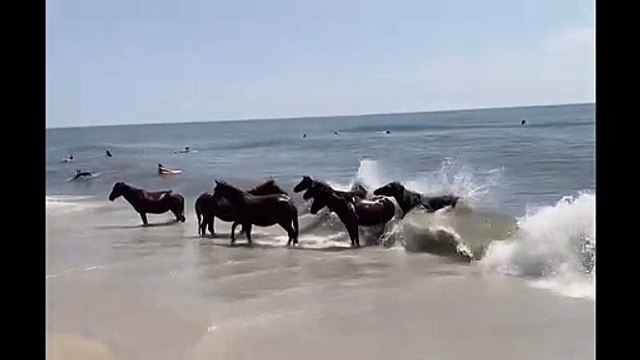Ces chevaux sauvages ont trouvé un bon moyen pour se rafraichir