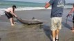 Ils sauvent un grand requin blanc échoué sur Capistrano Beach, Californie
