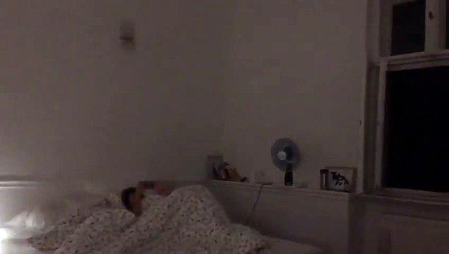 Quand des dizaines de chauve-souris envahissent un hotel à Berlin