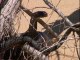 Reptiles et cobras dans le désert - Documentaire COMPLET prt 2/2