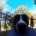 PERRO ROBA CÁMARA GOPRO DE SU DUEÑO, SE GRABA HUYENDO