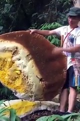 The Honey hunters
