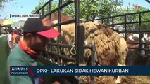 DPKH Sidak Hewan Kurban Jelang Idul Adha