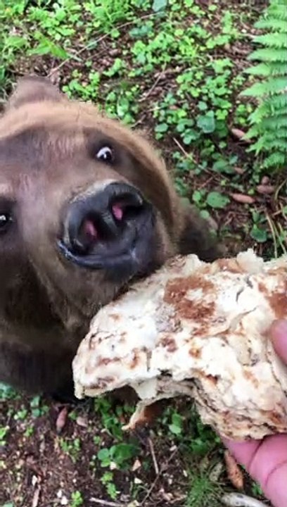 Bear Eats Russian Pancakes