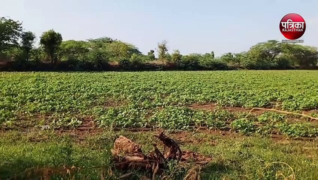 Watch video : देर रात में जमकर बरसे मेघ, सुबह किसानों के चेहरे खिले