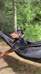 Happy Dog Relaxes in Hammock