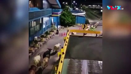 Puluhan Sapi Kabur Sampai Nyebur, Pelabuhan Merak Heboh!