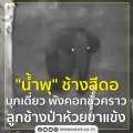 'น้ำพุ' ช้างสีดอ บุกเดี่ยว พังคอกชั่วคราวลูกช้างป่าห้วยขาแข้ง - Springnews - 27 ก.ค.63