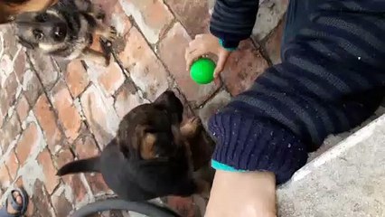 German shepherd plaiying with mother