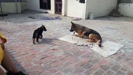 GSD in India