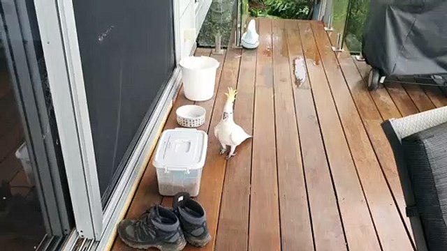 Clever Cockatoo Opens Locked Tub for a Snack