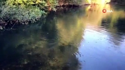 Çanda balık ölümleri yaşanıyor