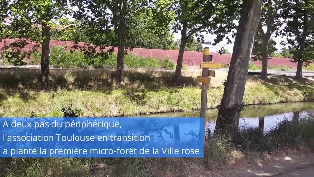 La forêt des géants, une micro-forêt urbaine à deux pas du périph' de Toulouse