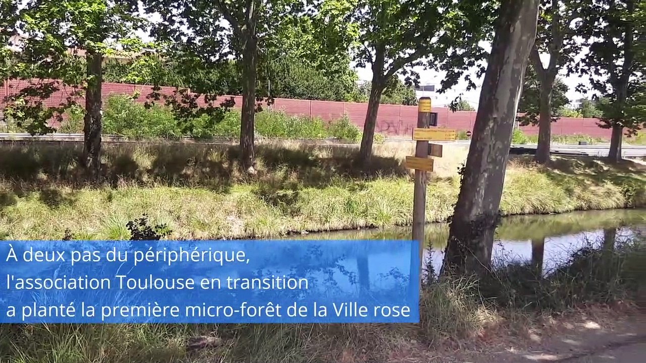 La forêt des géants, une micro-forêt urbaine à deux pas du périph' de Toulouse