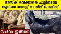 മാസ്‌ക് വയ്ക്കാതെ കറങ്ങിയ ആടിനെ അറസ്റ്റ് ചെയ്ത് പൊലീസ് | Oneindia Malayalam