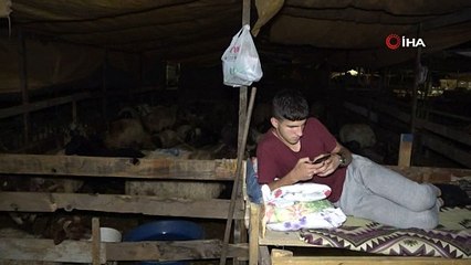 Kurbanlıklarla koyun koyuna nöbet