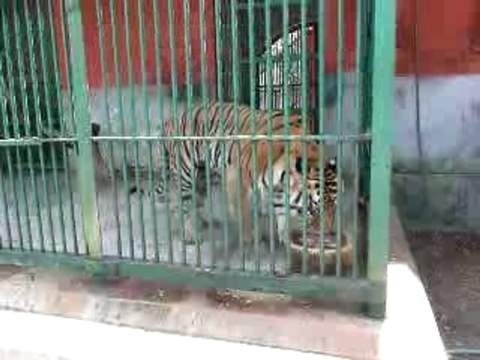 Tiger, Tiger, Eating Meat