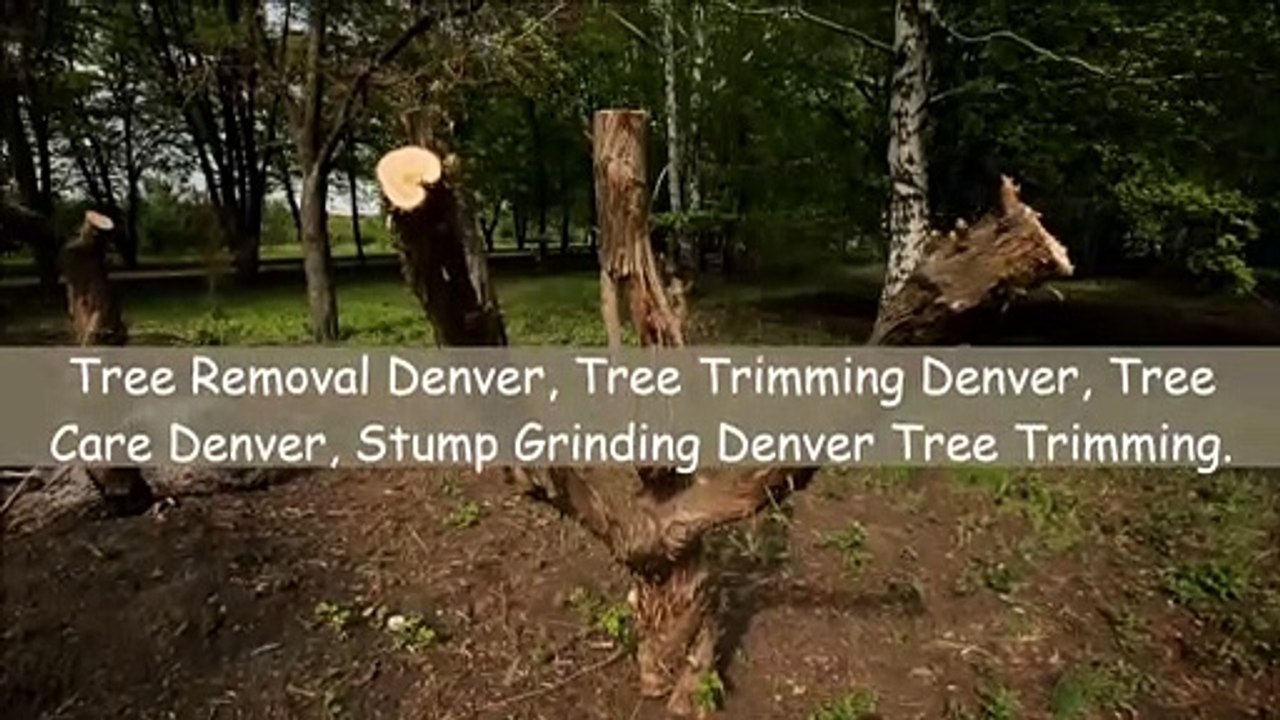 Tree Trimming Denver Colorado | Call Now : (720) 735-7700