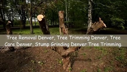 Tree Trimming Denver Colorado | Call Now : (720) 735-7700
