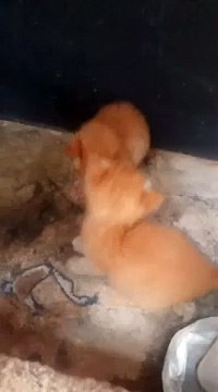 Very Cute Kittens // kittens playing funny // very very cute kittens