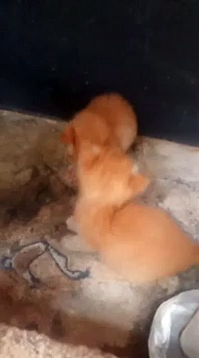 Very Cute Kittens // kittens playing funny // very very cute kittens